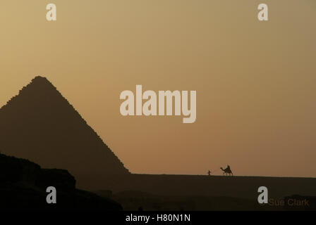 Silhouette eines Kamels mit Reiter und Pyramide. Kairo, Ägypten Stockfoto