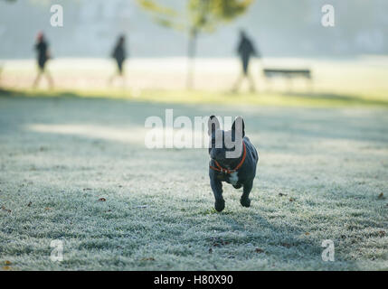 Eine französische Bulldogge laufen auf frostigen Boden in Wandsworth Common Stockfoto