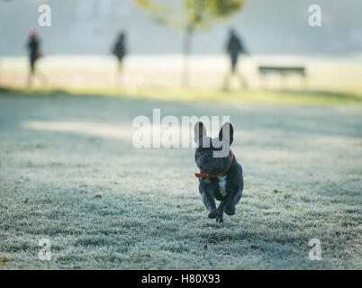 Eine französische Bulldogge laufen auf frostigen Boden in Wandsworth Common Stockfoto