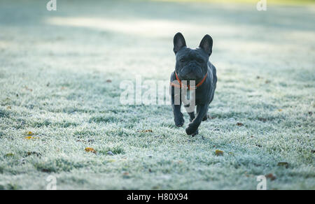 Eine französische Bulldogge laufen auf frostigen Boden in Wandsworth Common Stockfoto