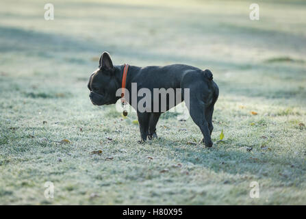 Eine französische Bulldogge laufen auf frostigen Boden in Wandsworth Common Stockfoto