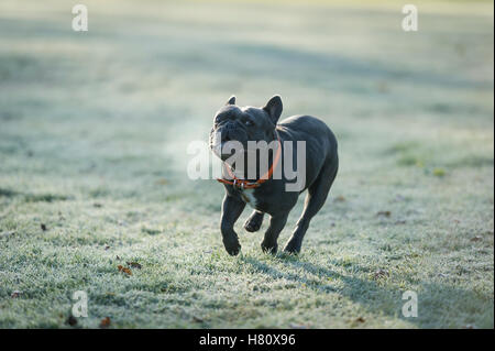 Eine französische Bulldogge laufen auf frostigen Boden in Wandsworth Common Stockfoto