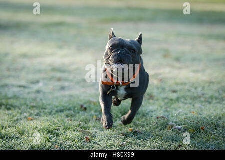 Eine französische Bulldogge laufen auf frostigen Boden in Wandsworth Common Stockfoto