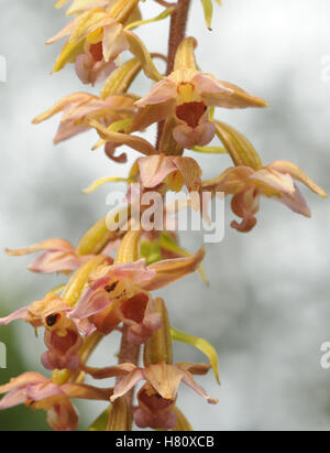 Breitblättrigen Helleborine (Epipactis Helleborine) Blumen. Bedgebury Wald, Kent, UK. Stockfoto