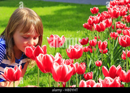 kleines Mädchen riecht schönere rote Tulpen auf dem Blumenbeet Stockfoto