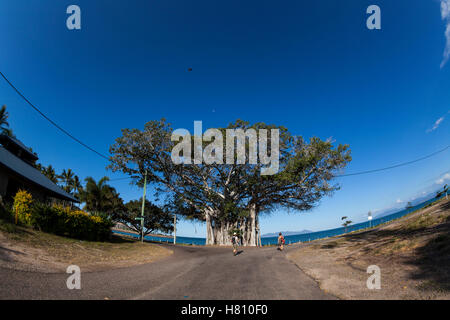 Banyan-Baum auf Magnetic Island, Queensland, Australien. Stockfoto