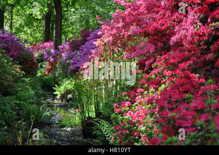 Rosa und lila Blüten in die Isabella Plantation von Richmond Park Stockfoto