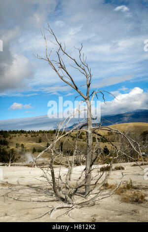 Toter Baum bei Mammoth Hot Springs Stockfoto