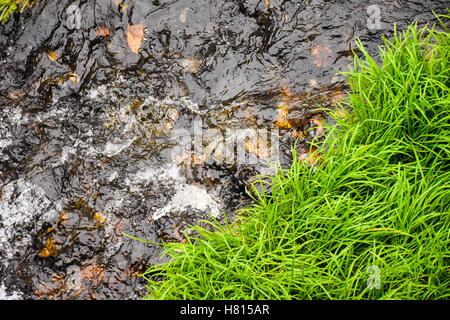 Üppigen grünen Rasen am Ufer eines kleinen Baches im Herbst Stockfoto