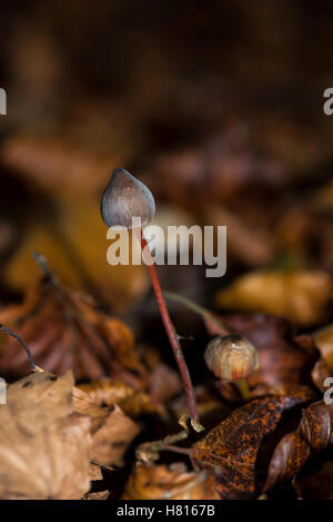 Saffrondrop Motorhaube (Mycena Crocata), wächst in Laubstreu in einen Buchenwald Stockfoto