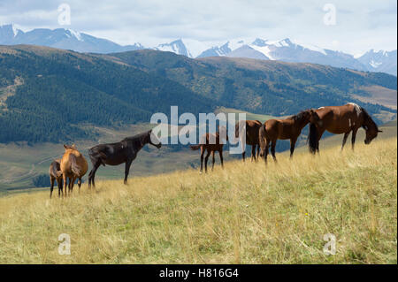 Pferde, Ile-Alatau National Park, Tien Shan Berge, kpl Plateau, Almaty, Kasachstan, Zentralasien Stockfoto