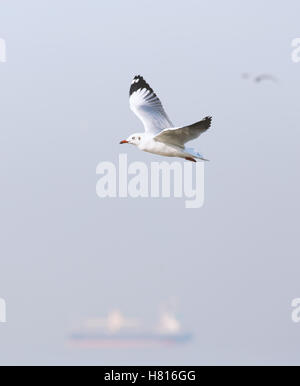 Fliegende Möwe an windigen Tag in Grauton. Unscharfen Hintergrund ist Ozeandampfer und anderen Möwen. Stockfoto