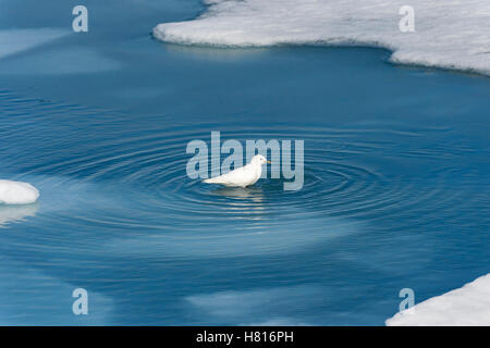 Elfenbein Gull (Pagophila Eburnea), Nordpolarmeer 81 ° N, Spitzbergen, Norwegen, Europa Stockfoto