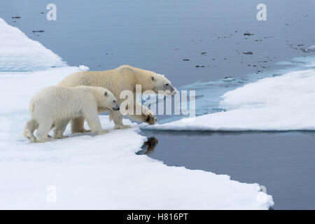 Mutter Eisbär (Ursus Maritimus) mit einem Jungtier am Rande einer schmelzenden Eisscholle, Spitzbergen, Island, Spitzbergen Stockfoto