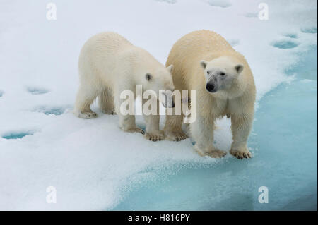 Mutter Eisbär (Ursus Maritimus) mit einem Jungtier am Rande einer schmelzenden Eisscholle, Spitzbergen, Island, Spitzbergen Stockfoto