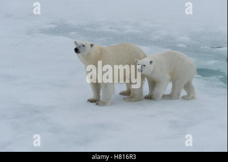 Mutter Eisbär (Ursus Maritimus) zu Fuß mit einem Jungtier auf einem schmelzenden Eisscholle, Spitzbergen, Island, Spitzbergen Stockfoto