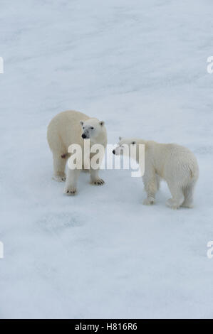 Mutter Eisbär (Ursus Maritimus) zu Fuß mit einem Jungtier auf einem schmelzenden Eisscholle, Spitzbergen, Island, Spitzbergen Stockfoto