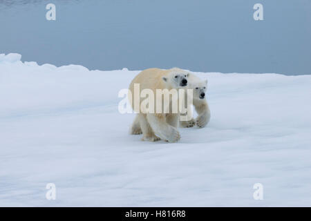 Mutter Eisbär (Ursus Maritimus) zu Fuß mit einem Jungtier auf einer schmelzenden Eisscholle, Spitzbergen, Island, Spitzbergen, Norwegen, Stockfoto