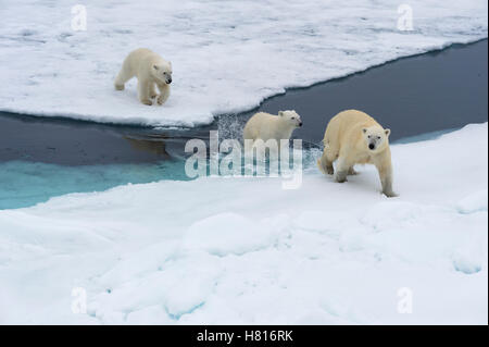 Mutter Eisbär (Ursus Maritimus) mit zwei Jungen schwimmen und springen über einer offenen Eisscholle, Svalbard-Archipel Stockfoto