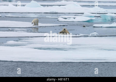 Mutter Eisbär (Ursus Maritimus) mit zwei jungen spazieren gehen oder schwimmen über schmelzende Eisscholle, Svalbard-Archipel Stockfoto