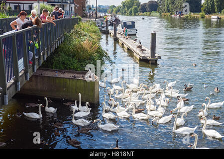 Menschen, die Fütterung von Schwänen auf der Themse in Kingston upon Thames, England, Vereinigtes Königreich UK Stockfoto
