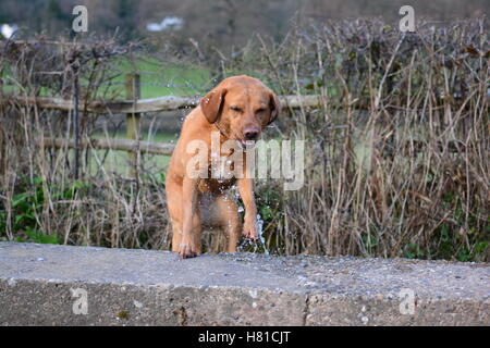Red Fox Labrador Hund aus einem Datenstrom an eine Wand springen Stockfoto