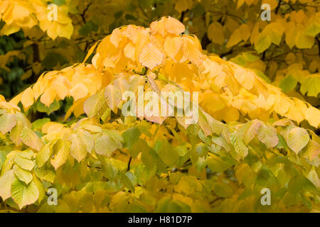Cladrastis Kentukea. Kentucky Yellowwood im Herbst. Stockfoto