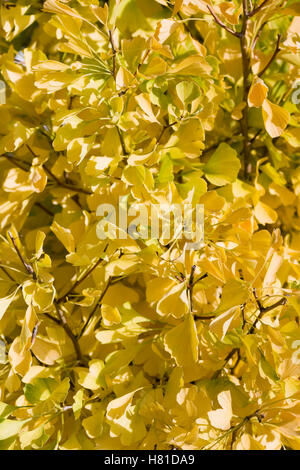 Gingko Biloba Fastigiata verlässt "Blagon" im Herbst. Stockfoto