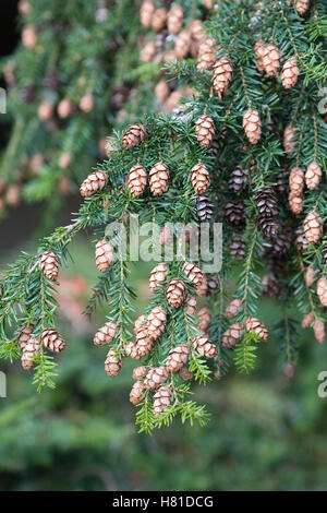 Tsuga Heterophylla. Western Hemlock Kegel. Stockfoto