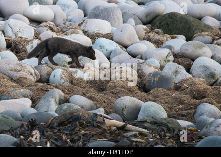 Russland, Kuril Inseln, Yankicha Island. Wild Arctic fox auf felsigen entfernten Strand, eingeführte Arten (Vulpes lagopus), blau Morph. Stockfoto
