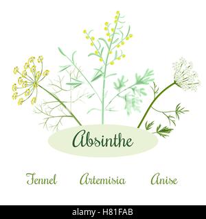 Absinth Zutaten. Großen Wermut oder Artemisia Absinthium, grüner Anis oder Pimpinella Anisum, süße Fenchel Foeniculum vulg Stock Vektor