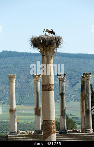 Marokko, in der Nähe von Meknes, Volubilis, Ruinen römischer ca. AD 40, Stockfoto