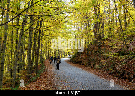 BOLU, Türkei - 6. November 2016: Menschen im Wald mit Laub, Herbstsaison in Yedigoller gehen. Yedigoller, auch Stockfoto