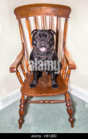 Glücklich lächelnd schwarze Staffordshire Bullterrier Hund sitzt auf einem Holzstuhl Antik Windsor. Er sieht stark, aber entspannt und ich Stockfoto