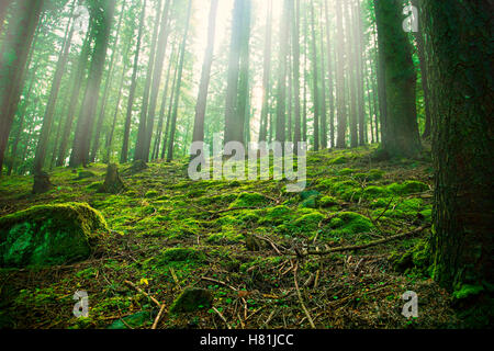 Nebligen Wald mit grünem Moos Vegetation nach Regen Stockfoto