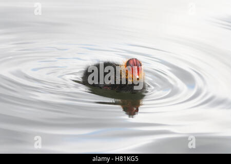 Tierwelt, Baby eurasischen Blässhuhn (Fulica Atra). Stockfoto