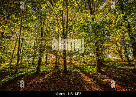 Sonnenlicht durch den Herbst Bäume, Arundel, West Sussex platzen Stockfoto