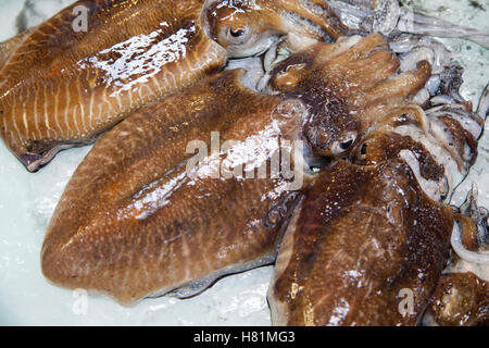 Sepia Officinalis, Tintenfisch in Setubal, Portugal, Europa auf den Markt Stockfoto