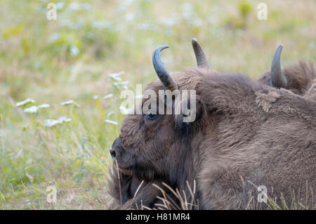 Horizontale Porträt der Europäische Bison Bison Bonasus, liegend im Grünland Stockfoto