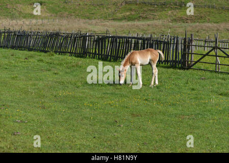 Wenig Fohlen auf einer grünen Wiese mit Blumen und Zaun im Hintergrund Stockfoto