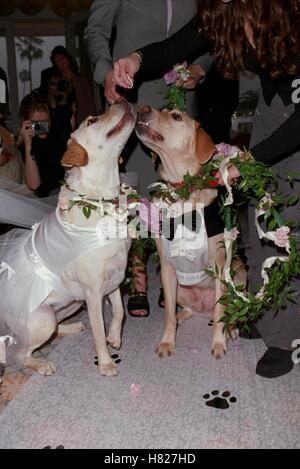 Hunde bekommen Mi LOS ANGELES USA 14. Februar 2000 Stockfoto