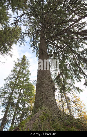 Weitwinkeleinstellung einer großen Tanne von unten. Stockfoto