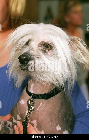 Werfen Sie einen Blick "Katzen und Hunde" HOLLYWOOD LOS ANGELES USA 20. Juni 2001 Stockfoto
