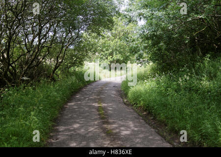 Feldweg mit Bäumen auf beiden Seiten und Fernblick Stockfoto