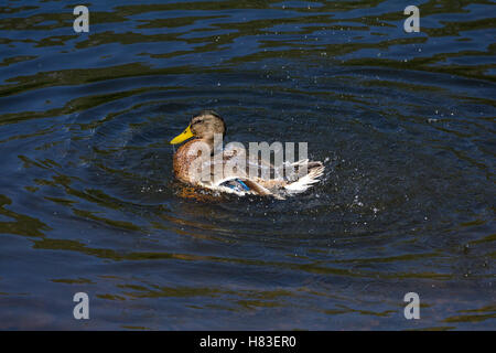 Eine weibliche Stockente Spritzer im Wasser. Stockfoto