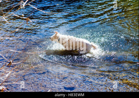 Platin farbige Golden Retriever Hund abschütteln in den Arkansas River, Salida, Colorado, USA Stockfoto