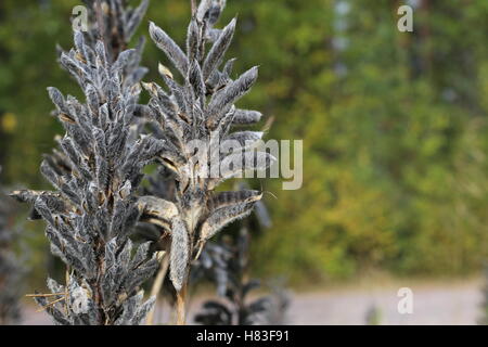 Reife Früchte von großer-blättrig Lupine (Lupinus Polyphyllus). Stockfoto