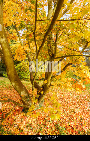 Blätter von einem japanischen Ahorn (Acer Palmatum) in gelbe Herbstfärbung, Westonbirt Arboretum in der Nähe von Tetbury, Gloucestershire, UK Stockfoto