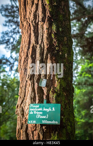 Pinus Merkusii Jungh. Et de Vriese in Bogor Botanischer Garten, West-Java, Indonesien. Stockfoto