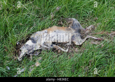 Toten, verwesenden Fuchs im grünen Bereich Stockfoto